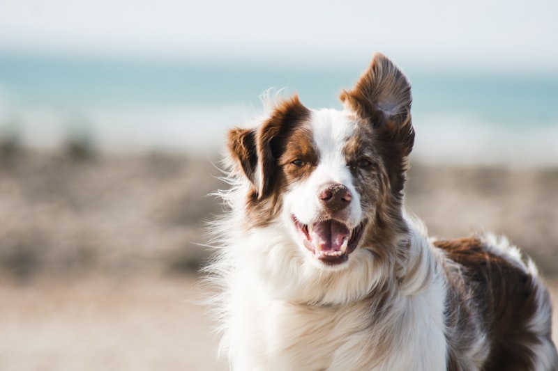 Hund und Katze zusammen