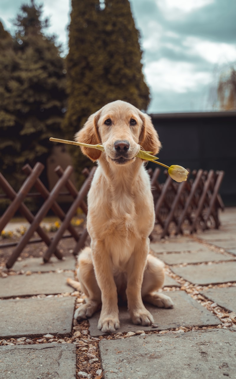 Hund beim Tierarzt