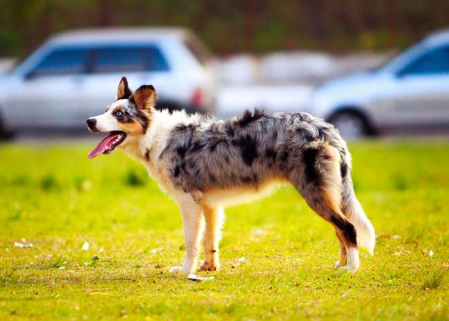 Blue-Merle Australian Shepherd auf einer Wiese