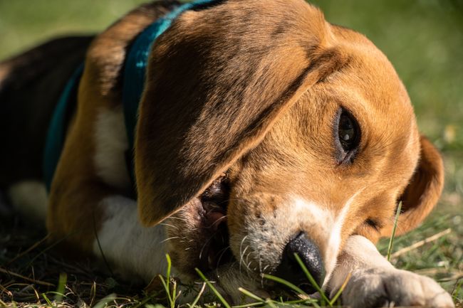 Beagle-Welpe liegt in der Sonne im Gras