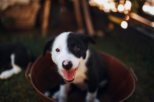 Border-Collie-Welpe, fröhlich, im Abendlicht