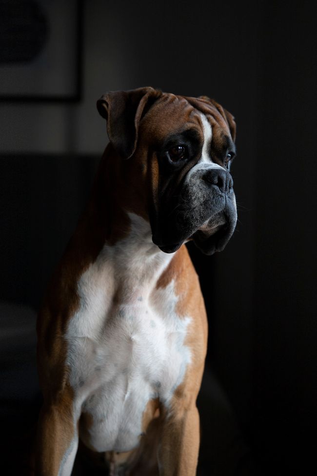 Rehbrauner Boxer mit dunkler Gesichtsmaske und weisser Brust
