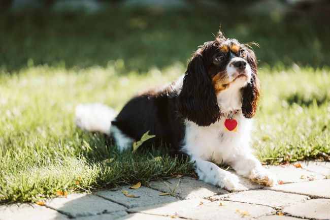 Tricolor Cavalier King Charles Spaniel auf einer sonnigen Wiese