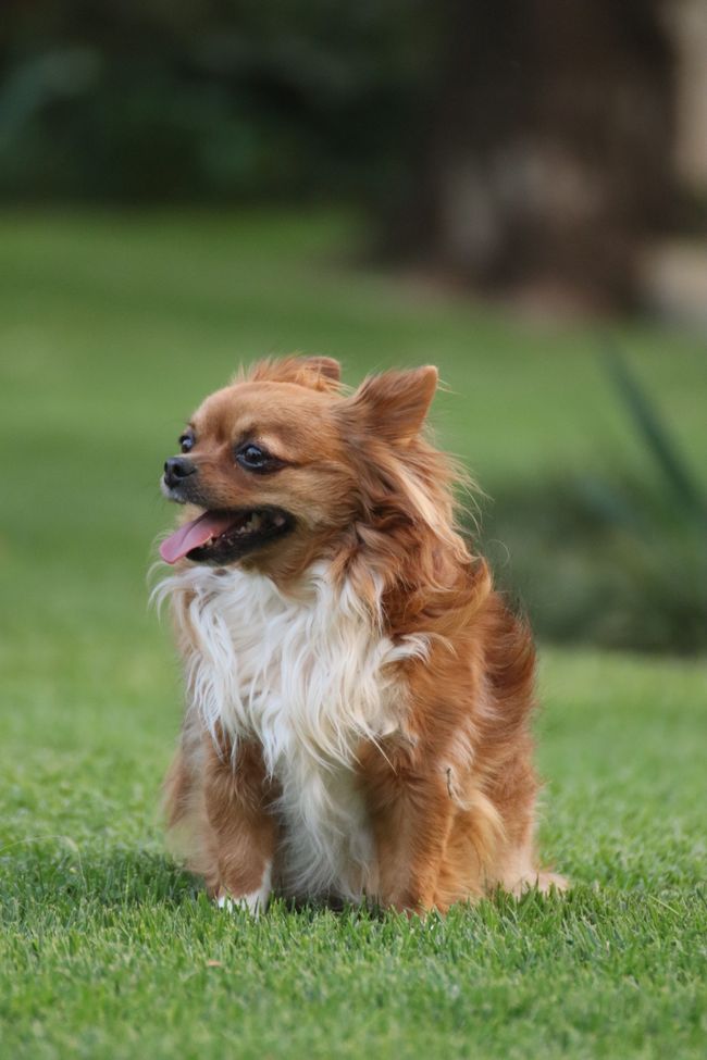 Langhaariger Chihuahua sitzt auf einer Wiese