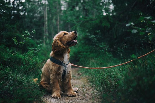 Cocker Spaniel auf einem Waldweg