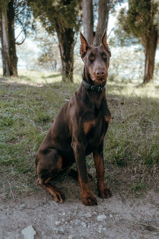 Brauner Dobermann sitzt im Wald