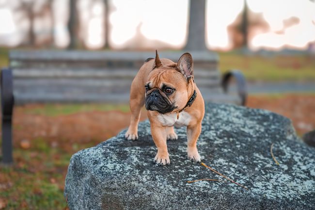 Französische Bulldogge im Park im Abendlicht