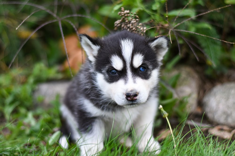 Siberian-Husky-Welpe mit blauen Augen im Grünen