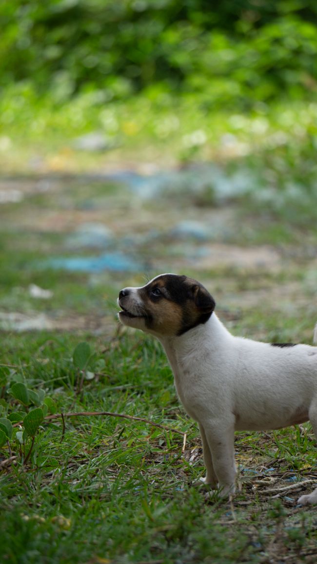 Jack-Russell-Terrier-Welpe im Grünen