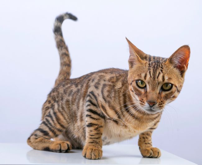 Bengal-Katze mit geflecktem Leopardenmuster