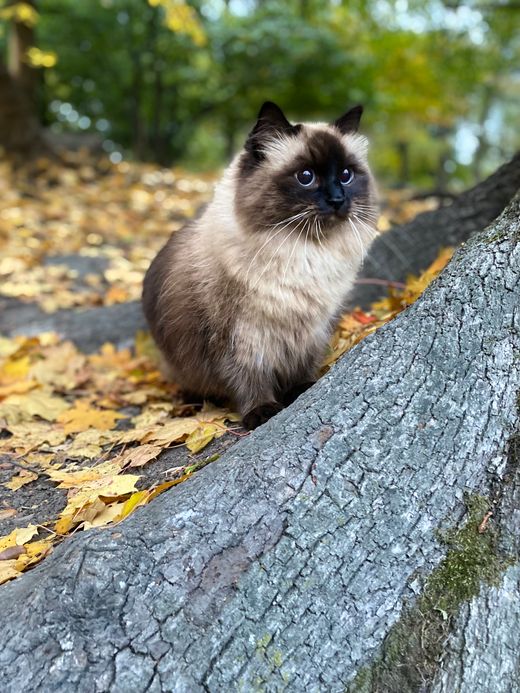 Birma-Katze mit Colorpoint-Zeichnung und blauen Augen im Herbst