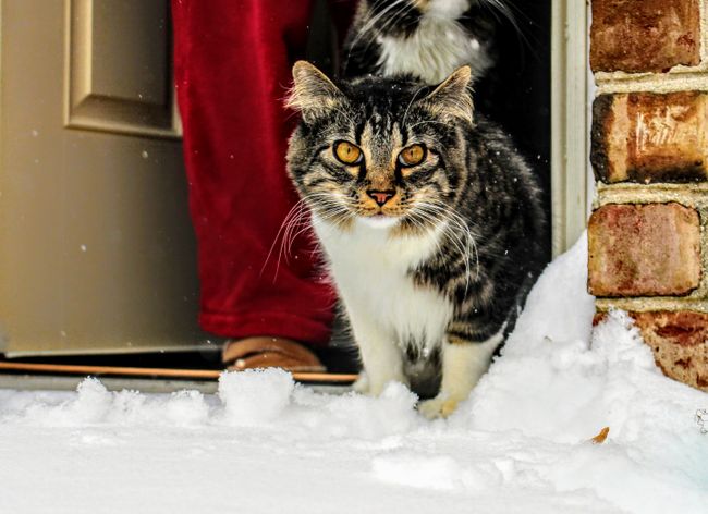 Maine Coon, großer Kater mit Ohrbüscheln