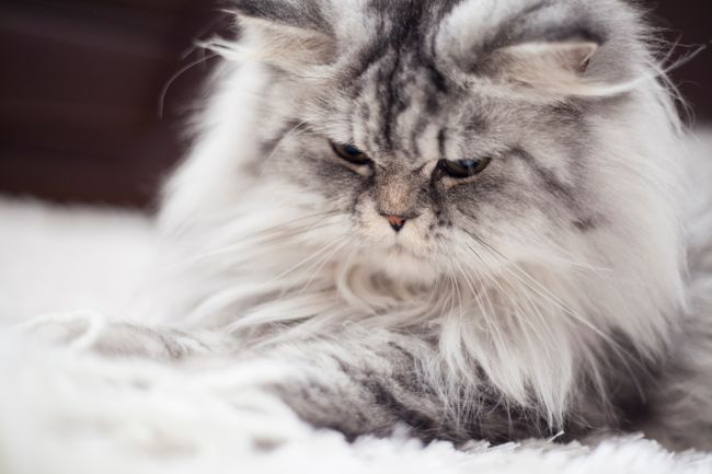 Silbergraue Perserkatze mit langem Fell