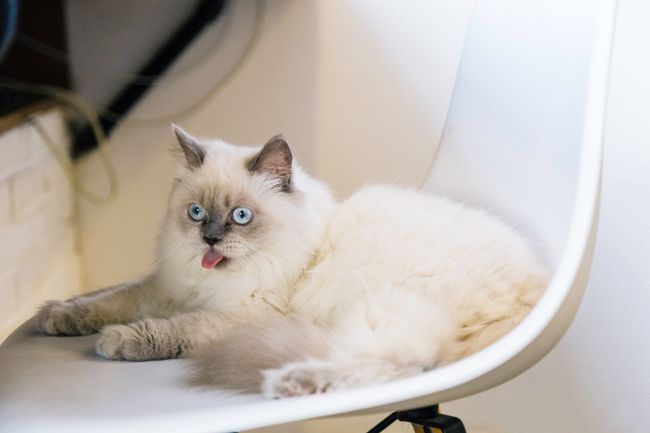 Ragdoll-Katze mit hellem Fell und blauen Augen