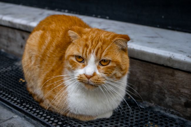 Scottish Fold mit gefalteten Ohren