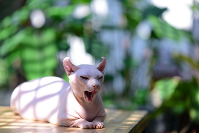 Nackte Sphynx-Katze in der Sonne