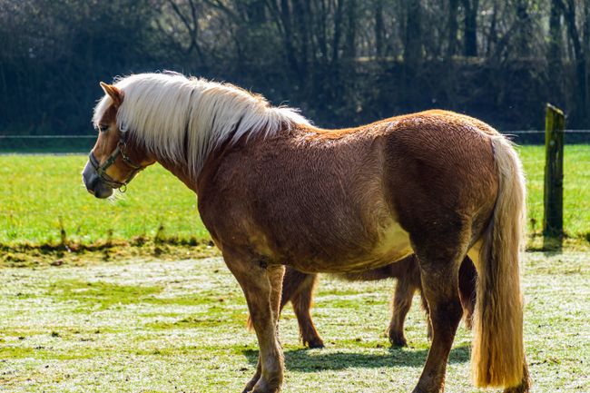 Haflinger-Pony mit heller Flachsmähne und fuchsfarbenem Fell auf sonniger Weide