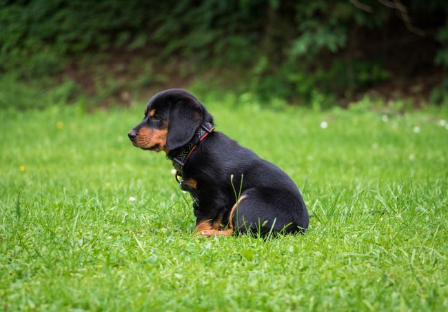 Rottweiler-Welpe sitzt im grünen Gras