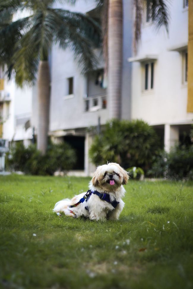 Shih Tzu mit langem Fell sitzt auf einer Wiese