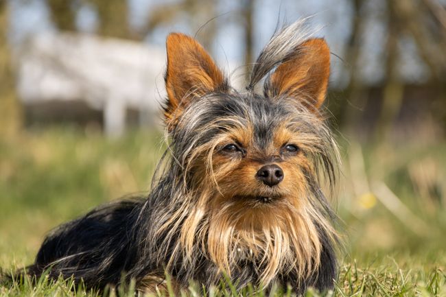Yorkshire Terrier liegt sonnig im Gras