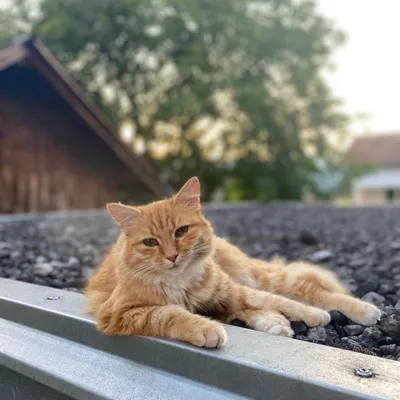 Rubi, Daniels Katze